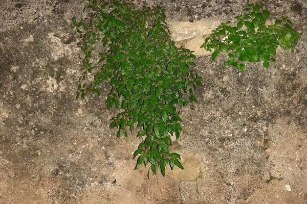 Pellitory-of-the-wall