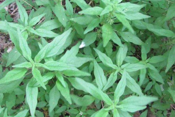 Pennsylvania pellitory