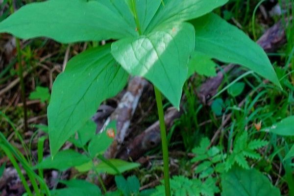 Herb-paris