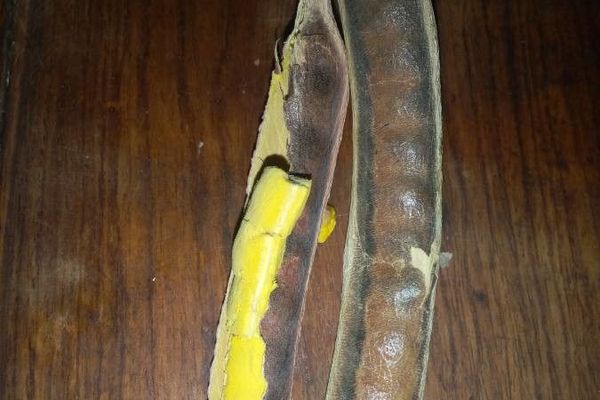 African locust-bean