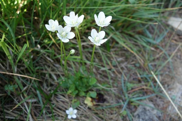 Bog star
