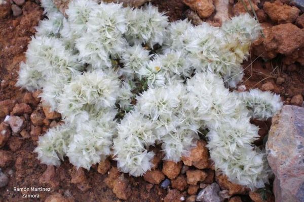 Paronychia capitata