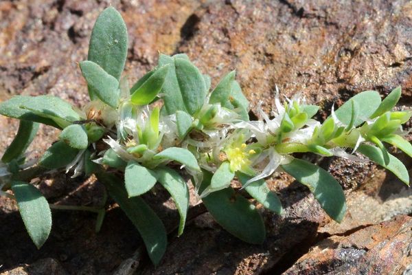 Paronychia polygonifolia