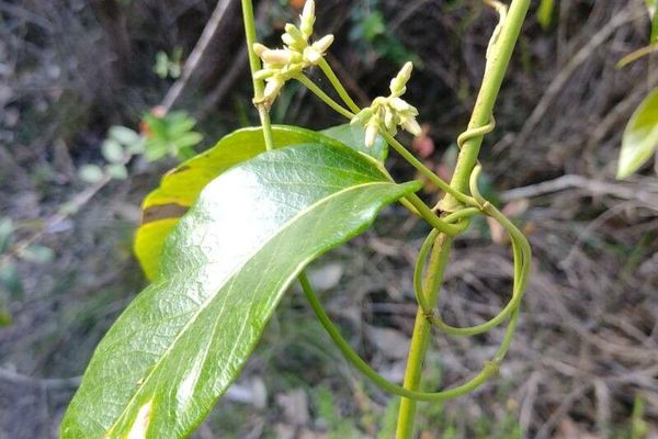 Parsonsia straminea