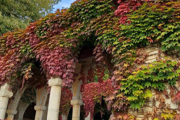 Boston-ivy