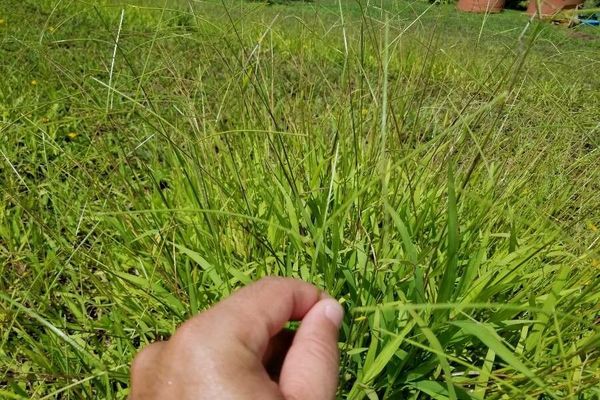 Hilo grass
