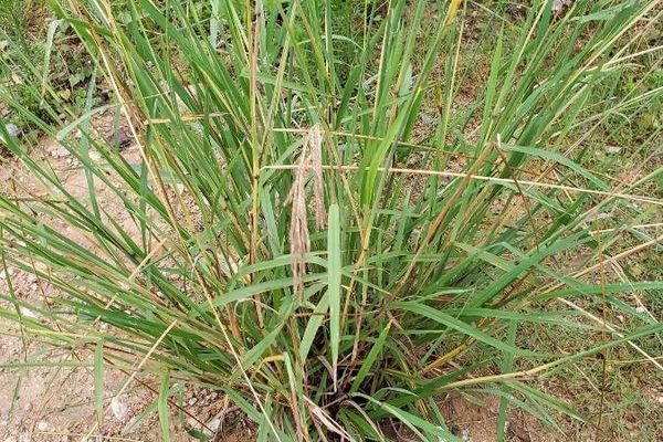 Dallis grass