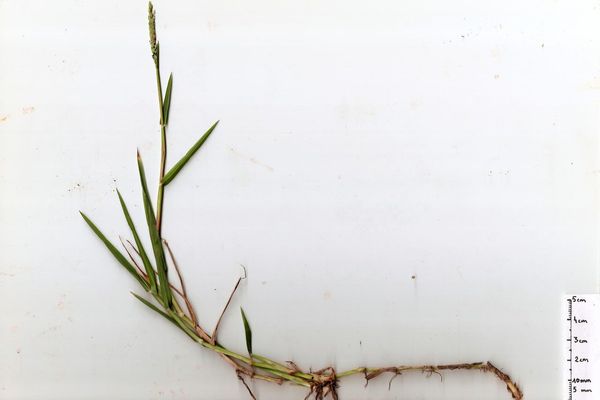 Couch paspalum