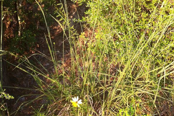 Florida paspalum