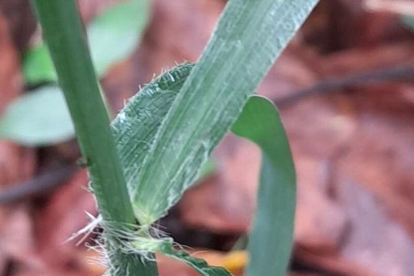 Russell river grass