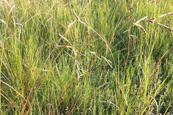 Top paspalum