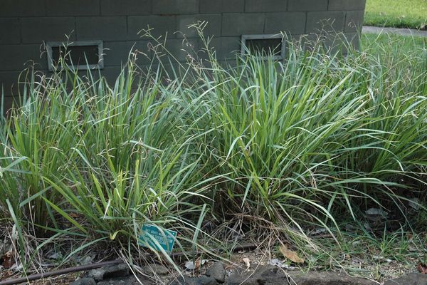 Ditch millet