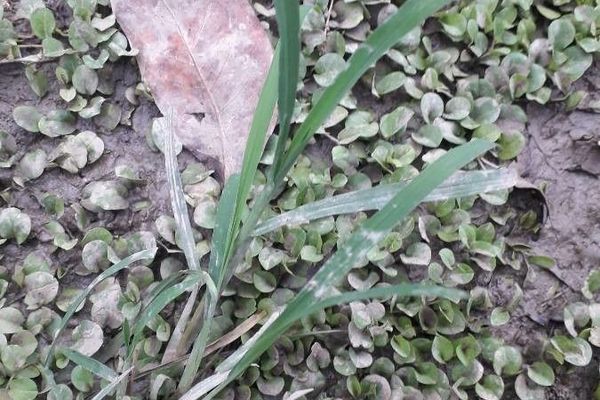 Thin paspalum