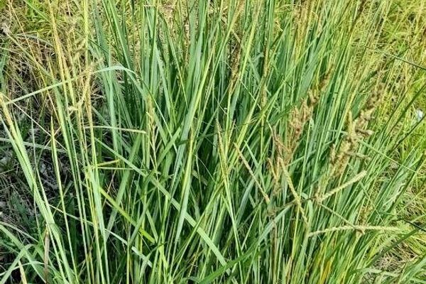 Vasey grass