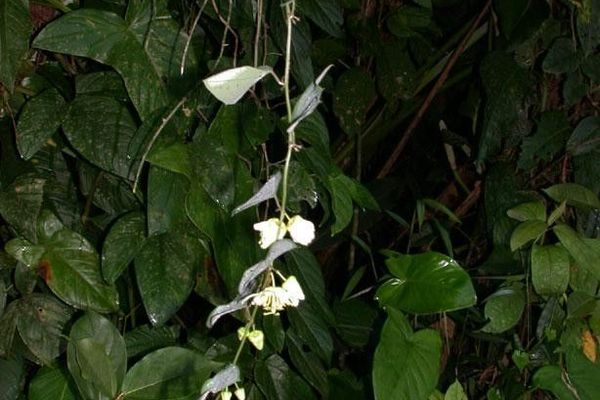 Two-flower passionflower