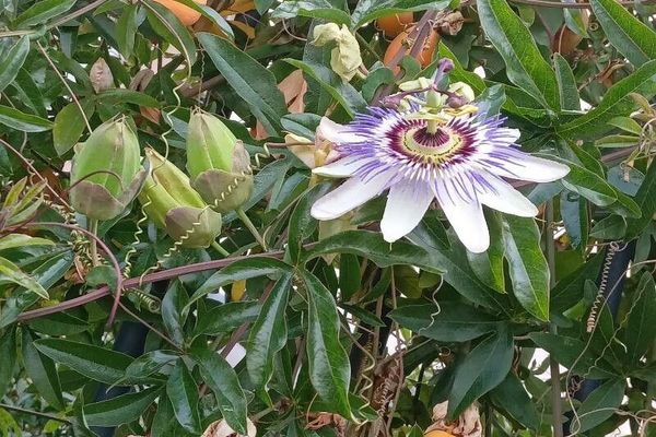 Brazilian passionflower