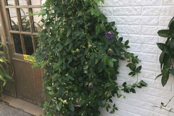 Crato passionvine