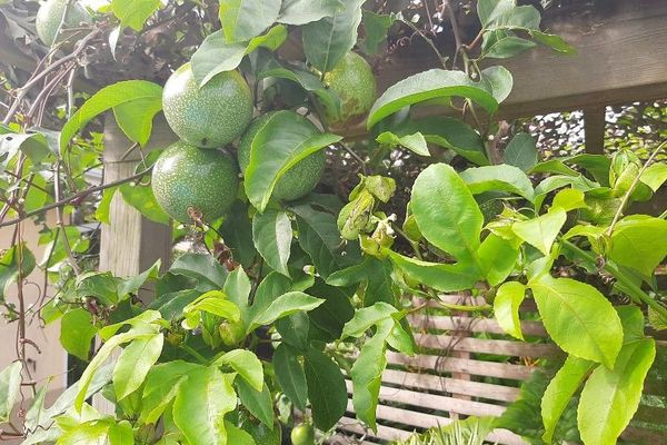 Common passionfruit