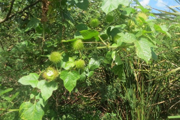 Mossy passionflower
