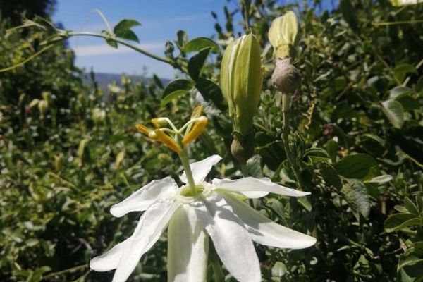 White passionflower