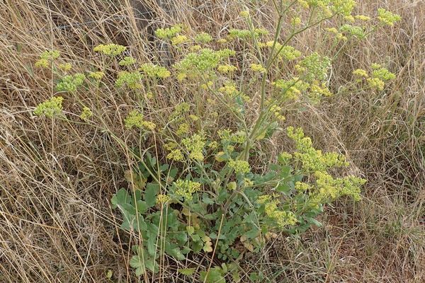 Wild parsnip