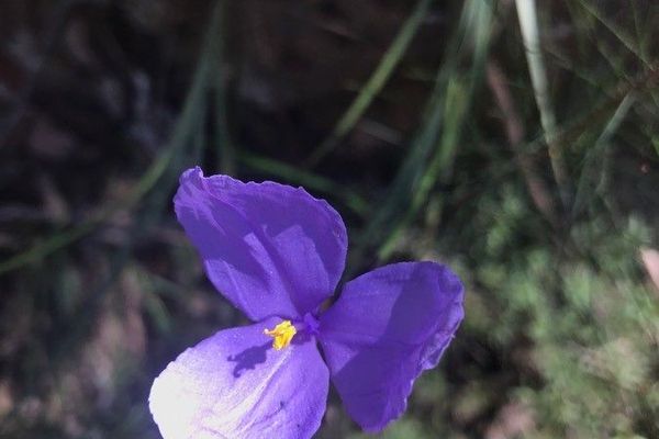 Patersonia glabrata