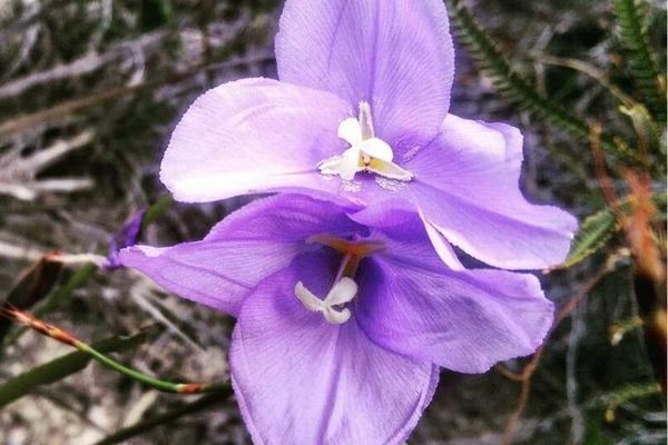 Long purple-flag