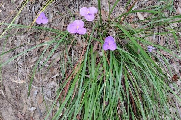 Patersonia sericea
