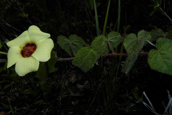 Pavonia cancellata
