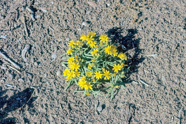 Cinchweed