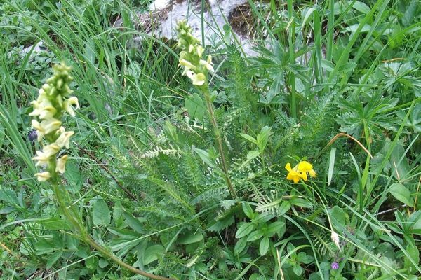 Ascending lousewort