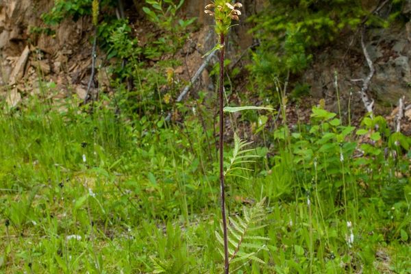 Bracteate lousewort