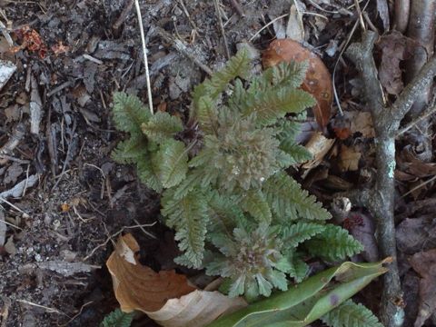 Common lousewort