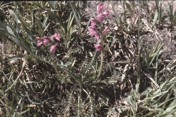 Mount cenis lousewort