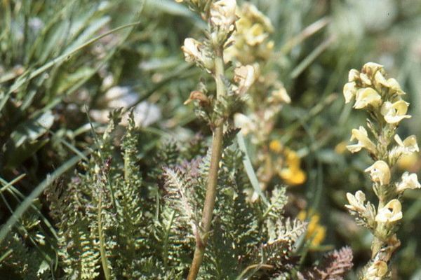 Crested lousewort