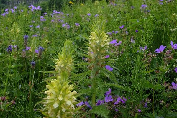 Leafy lousewort