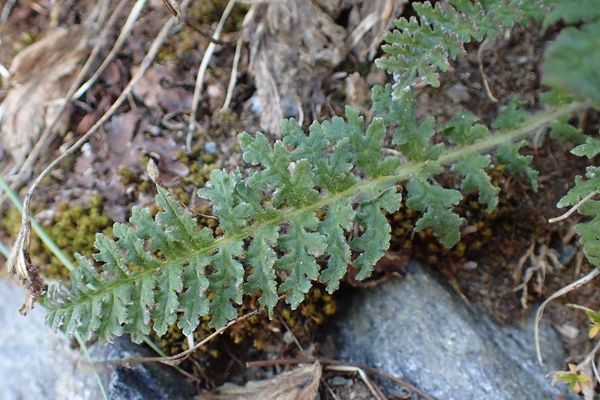 Tufted lousewort