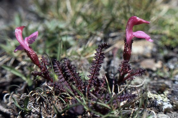 Kerner's lousewort