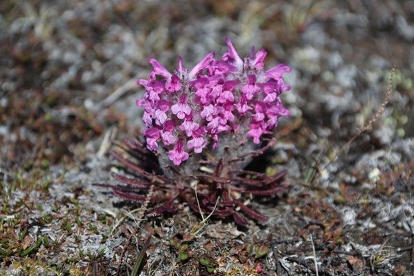 Woolly lousewort