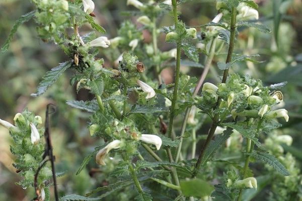 Swamp lousewort