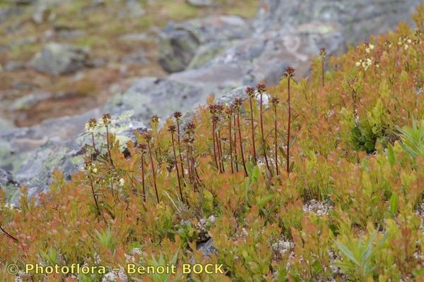 Lapland lousewort
