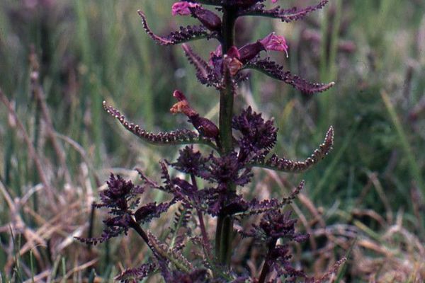 Marsh lousewort