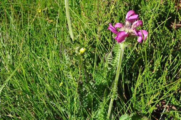 Pyrenean lousewort