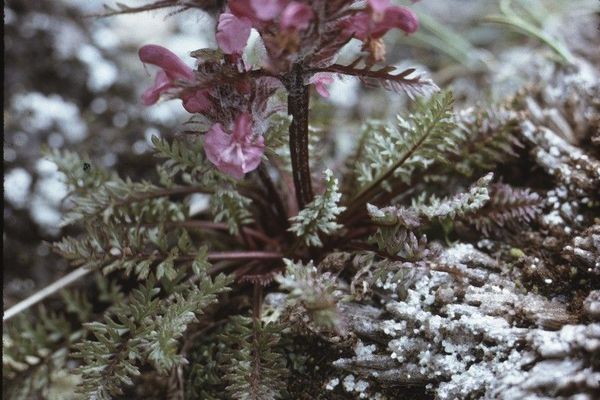 Pink lousewort