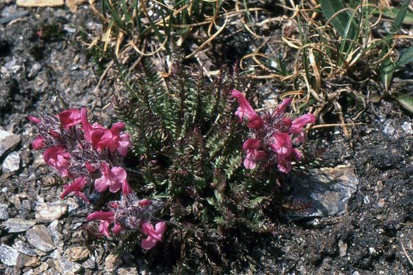 Beaked lousewort