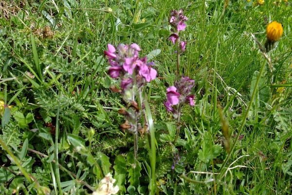 Flesh-pink lousewort