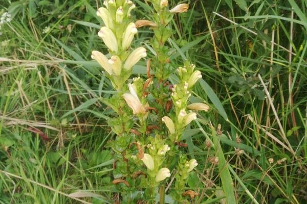Moor-king lousewort