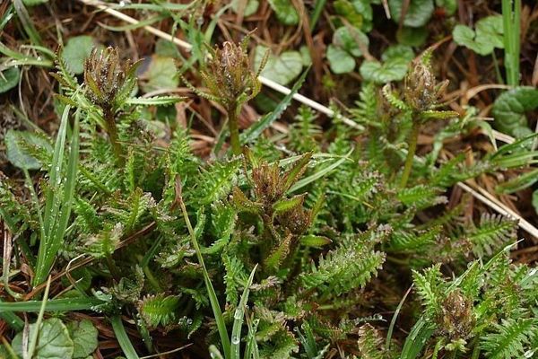 Sudetic lousewort