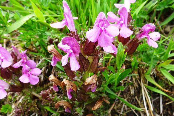 Lousewort