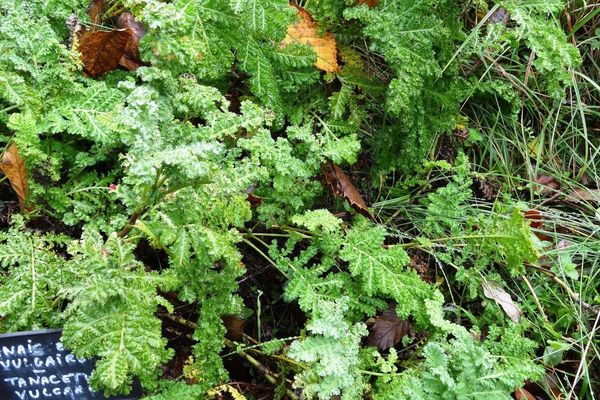 Long-beaked yellow lousewort